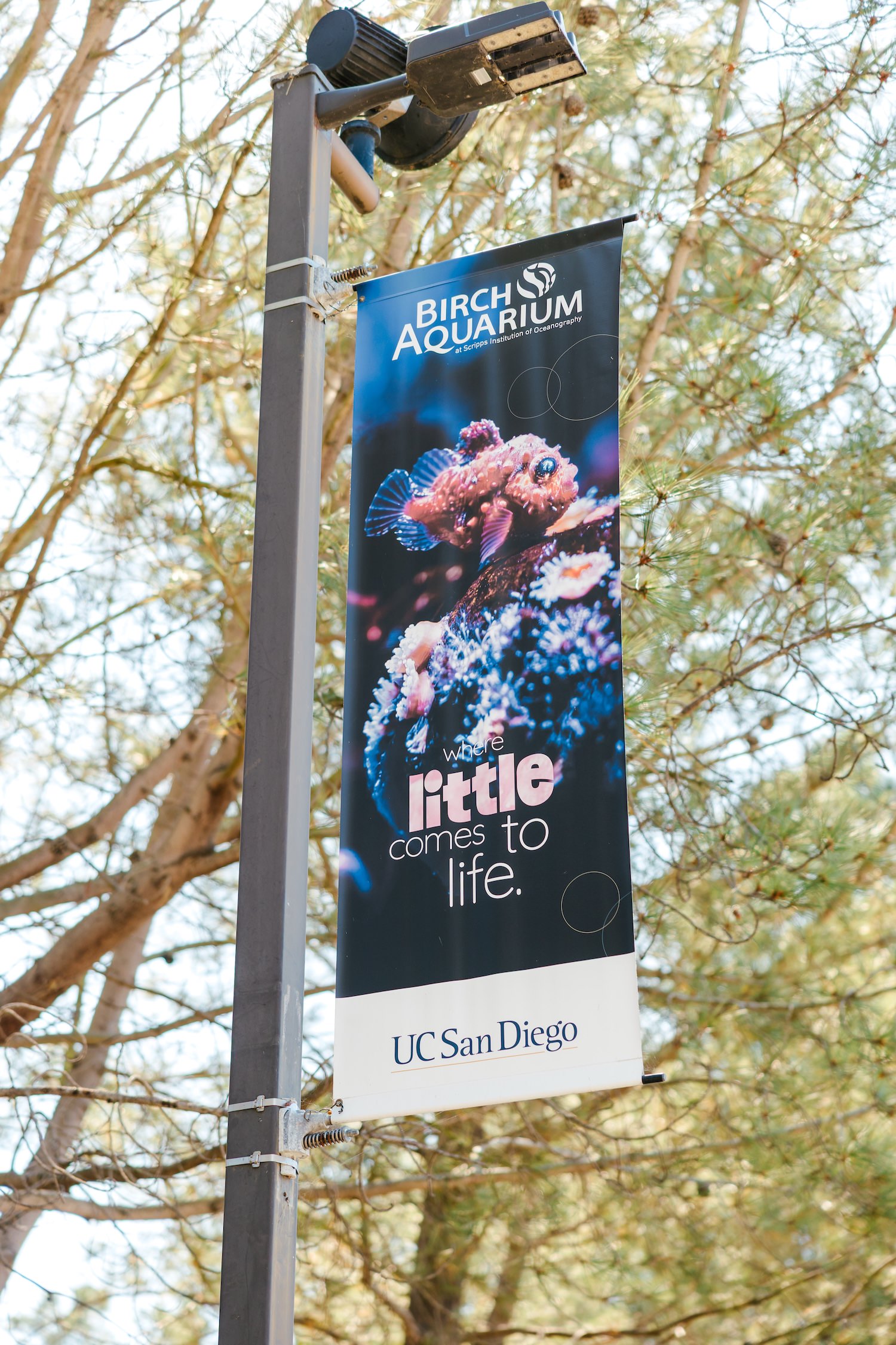 Birch Aquarium banner on a lamppost