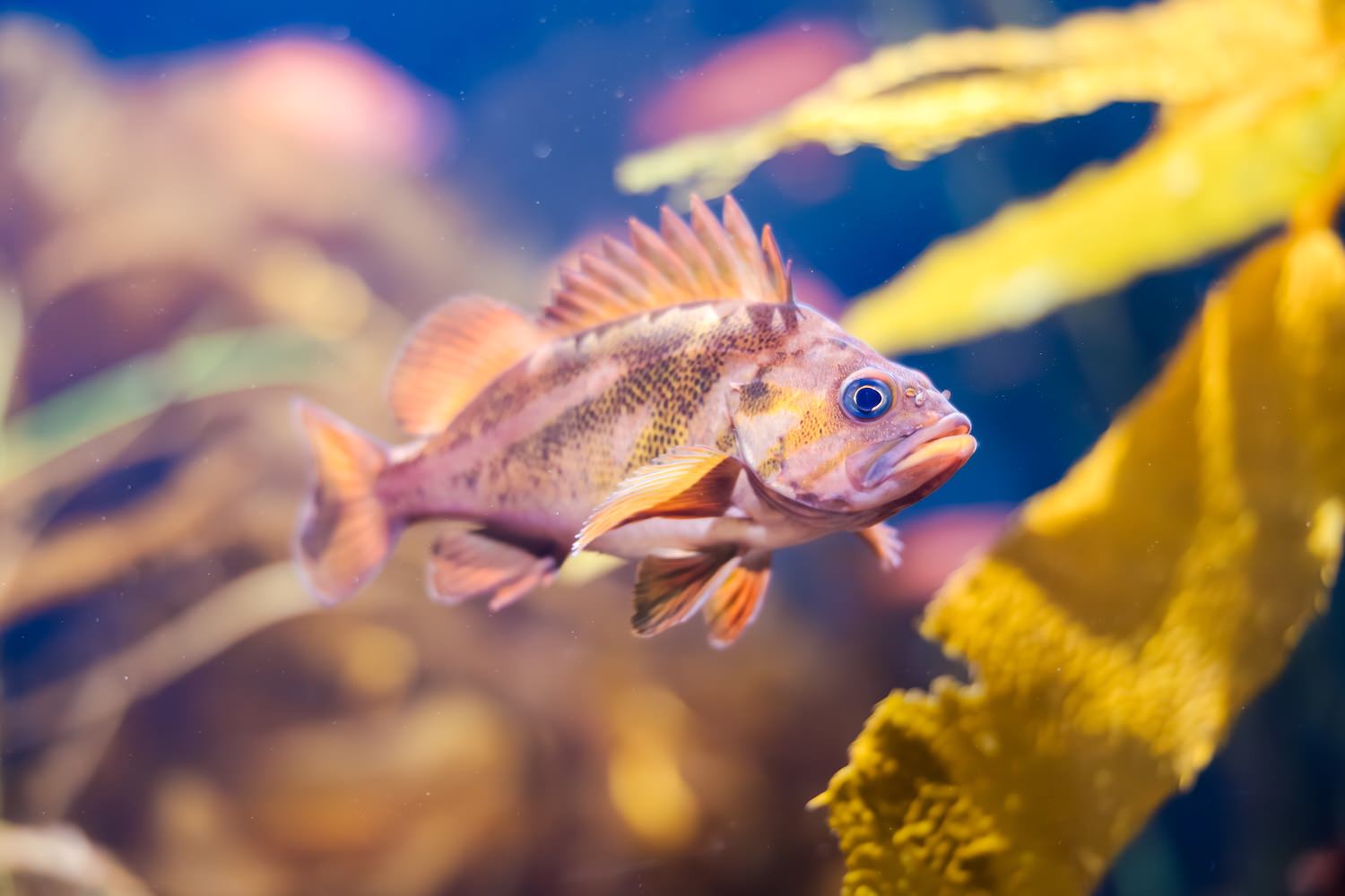 Copper rockfish swimming in kelp
