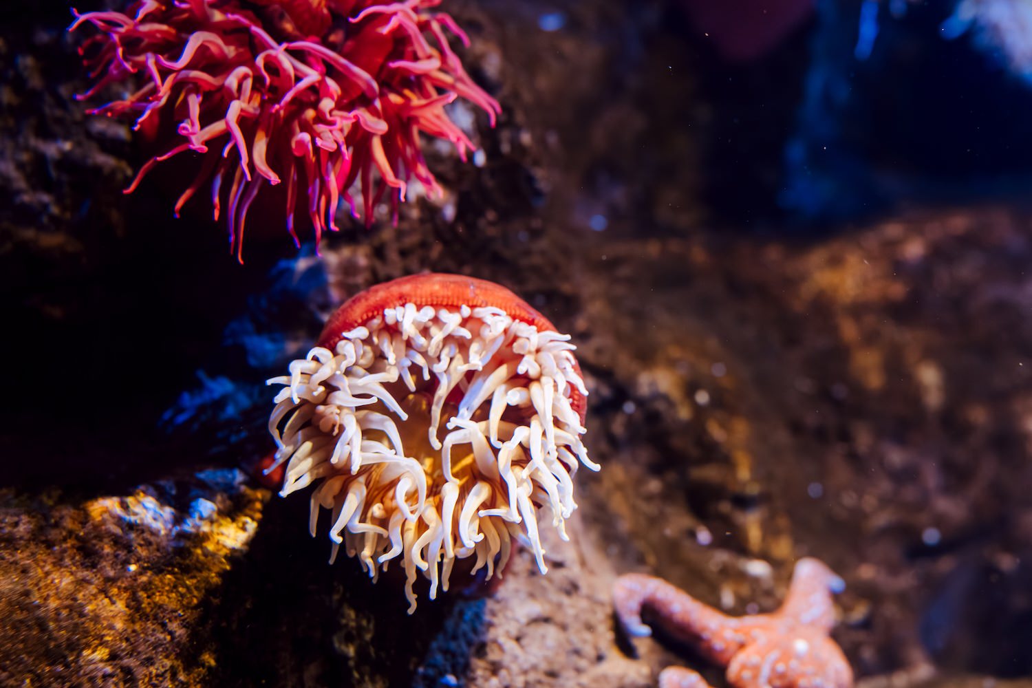 Close-up of a red and white sea anemone