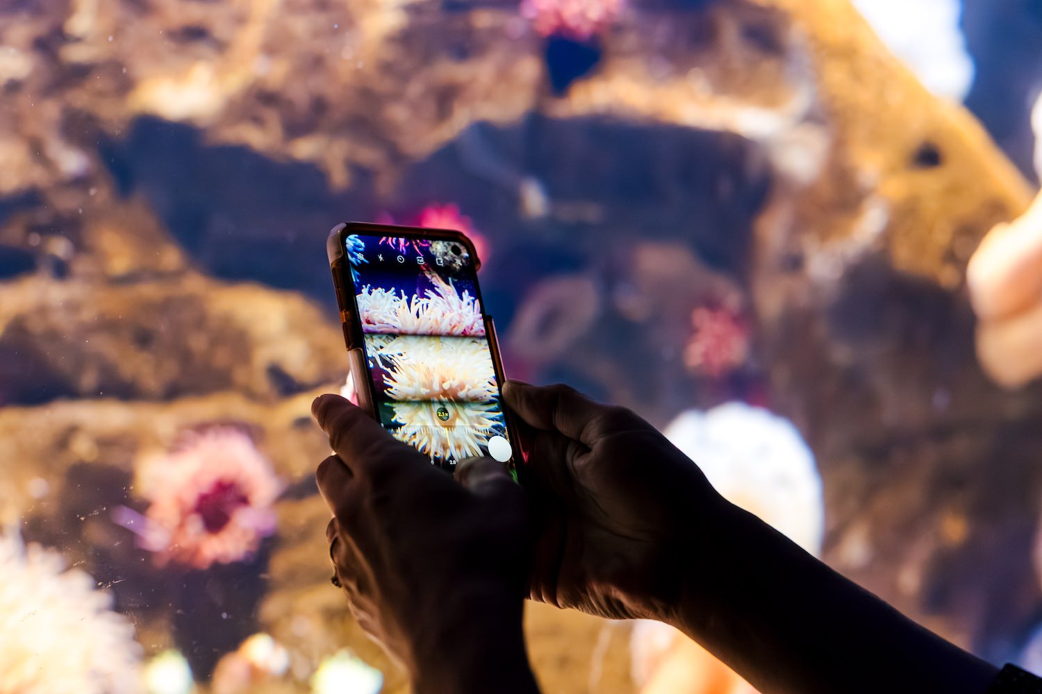 Hands holding a phone photographing anemones