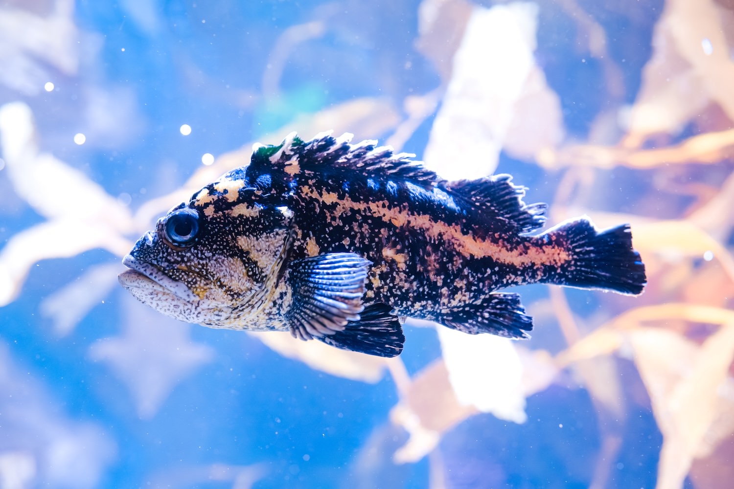 Tiger rockfish with dramatic black-and-white markings