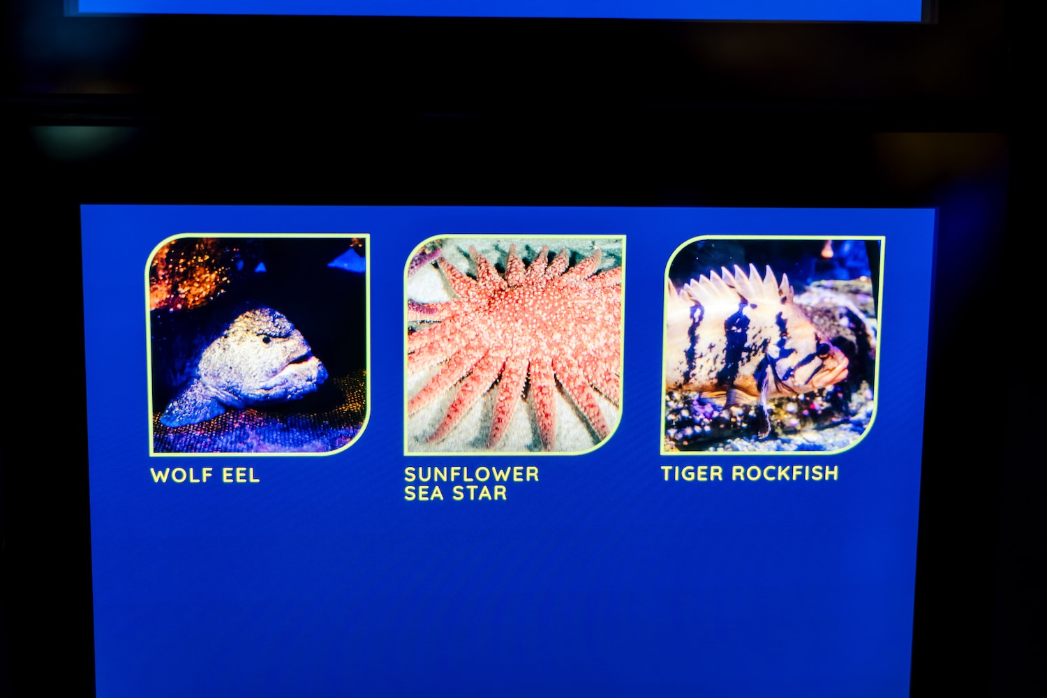 Digital display showing Wolf Eel, Sunflower Sea Star, Tiger Rockfish