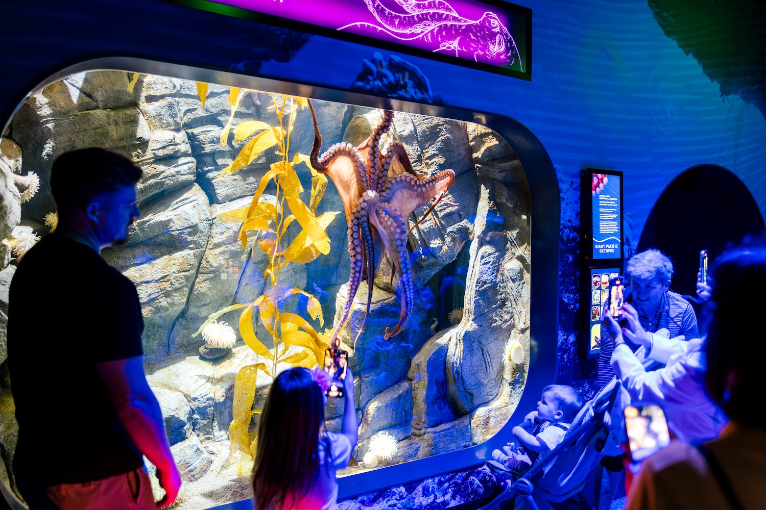 Wide shot of the Giant Pacific Octopus tank with visitors
