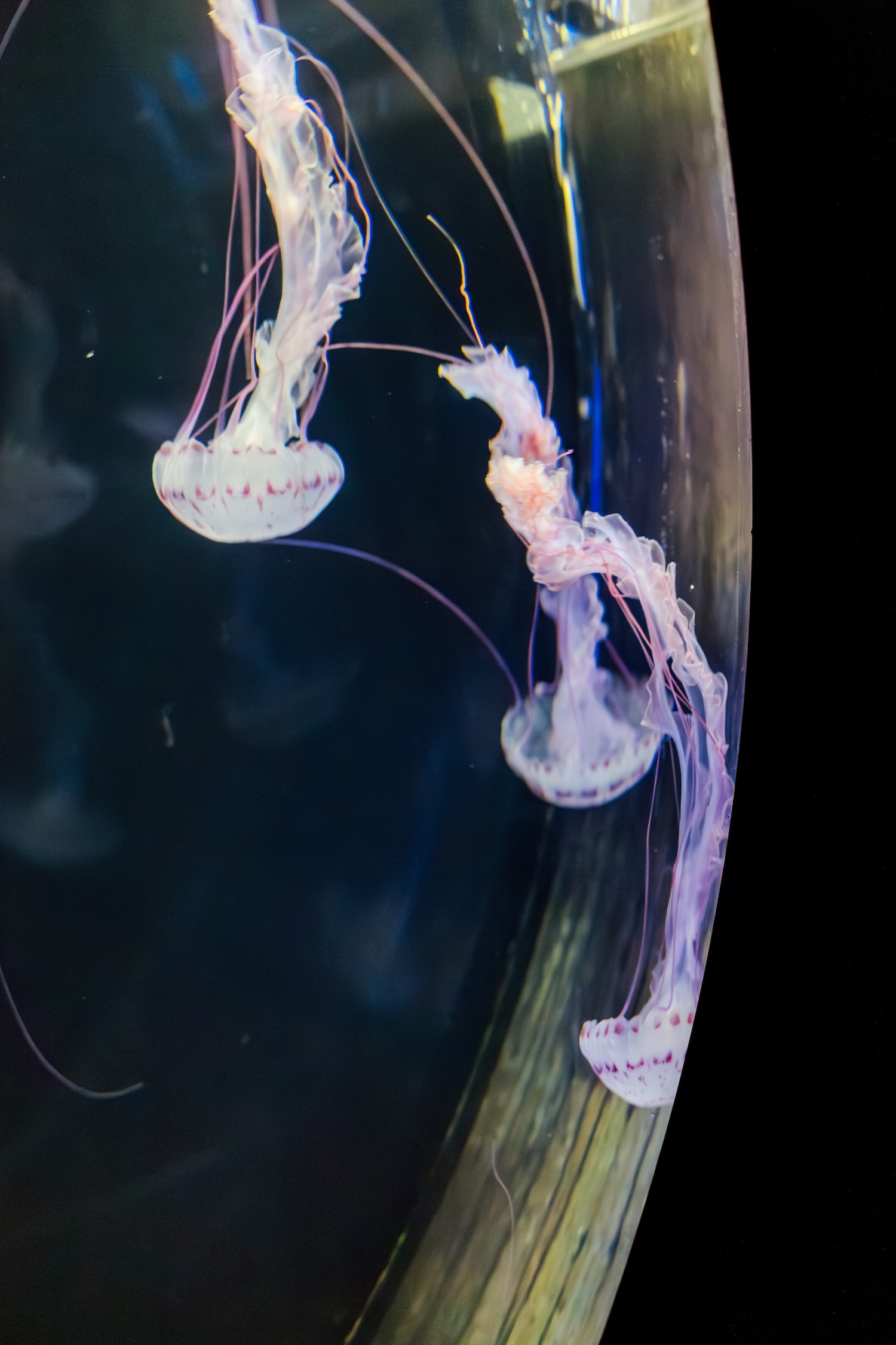Sea nettle jellyfish drifting in a dark tank