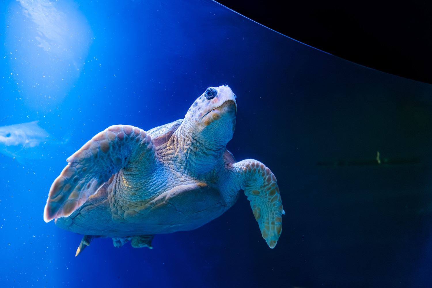 Sea turtle swimming upward