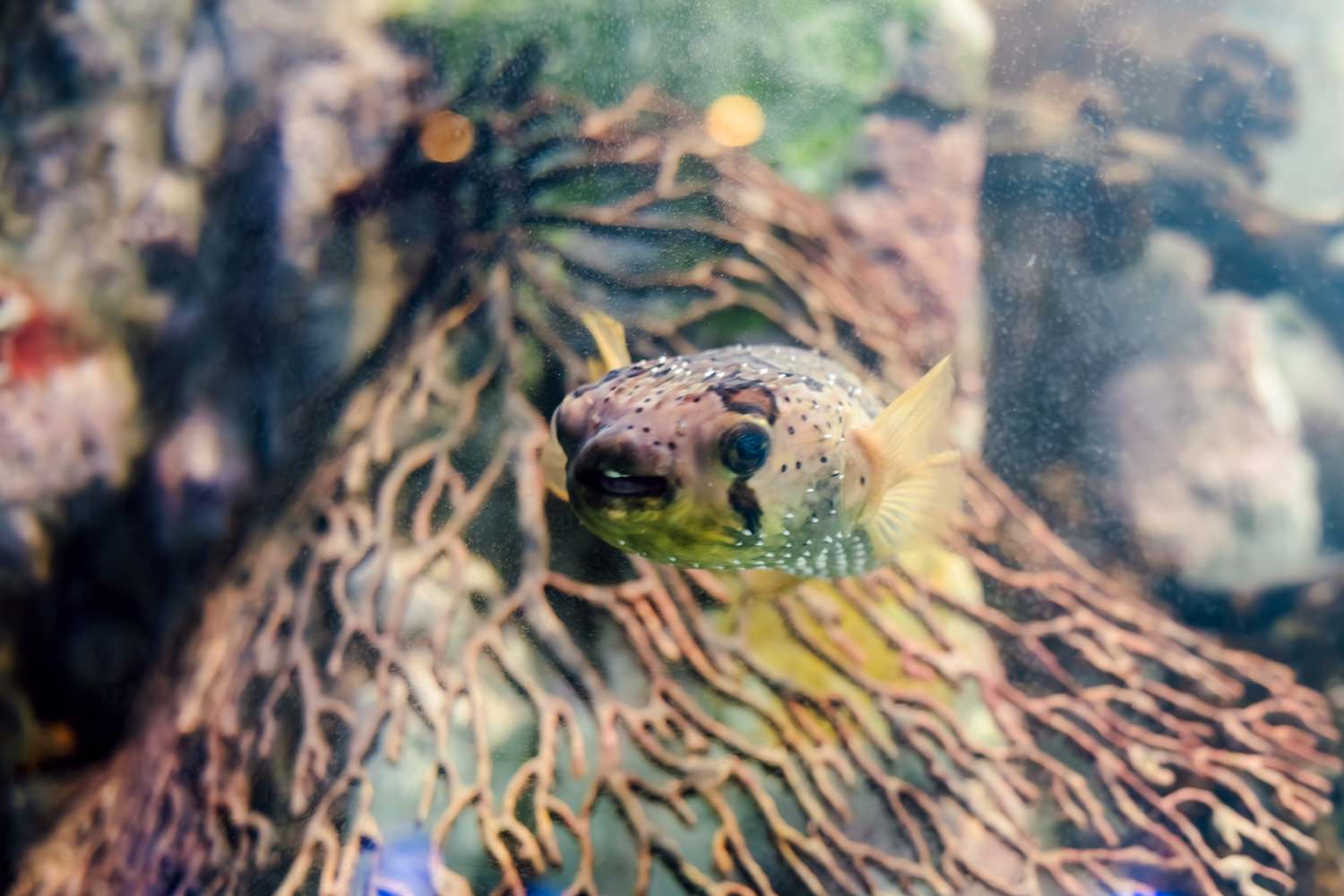 Pufferfish peeking through coral