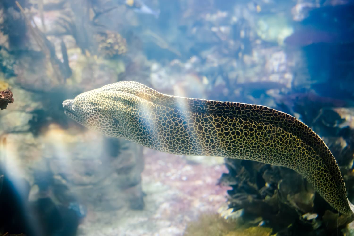 Spotted moray eel gliding through a tank