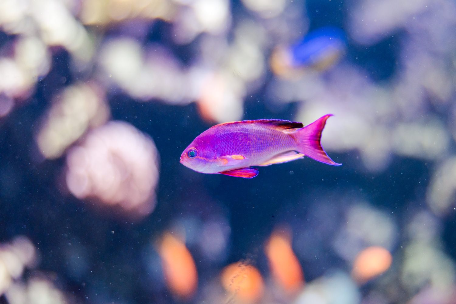 Brilliant purple tropical fish