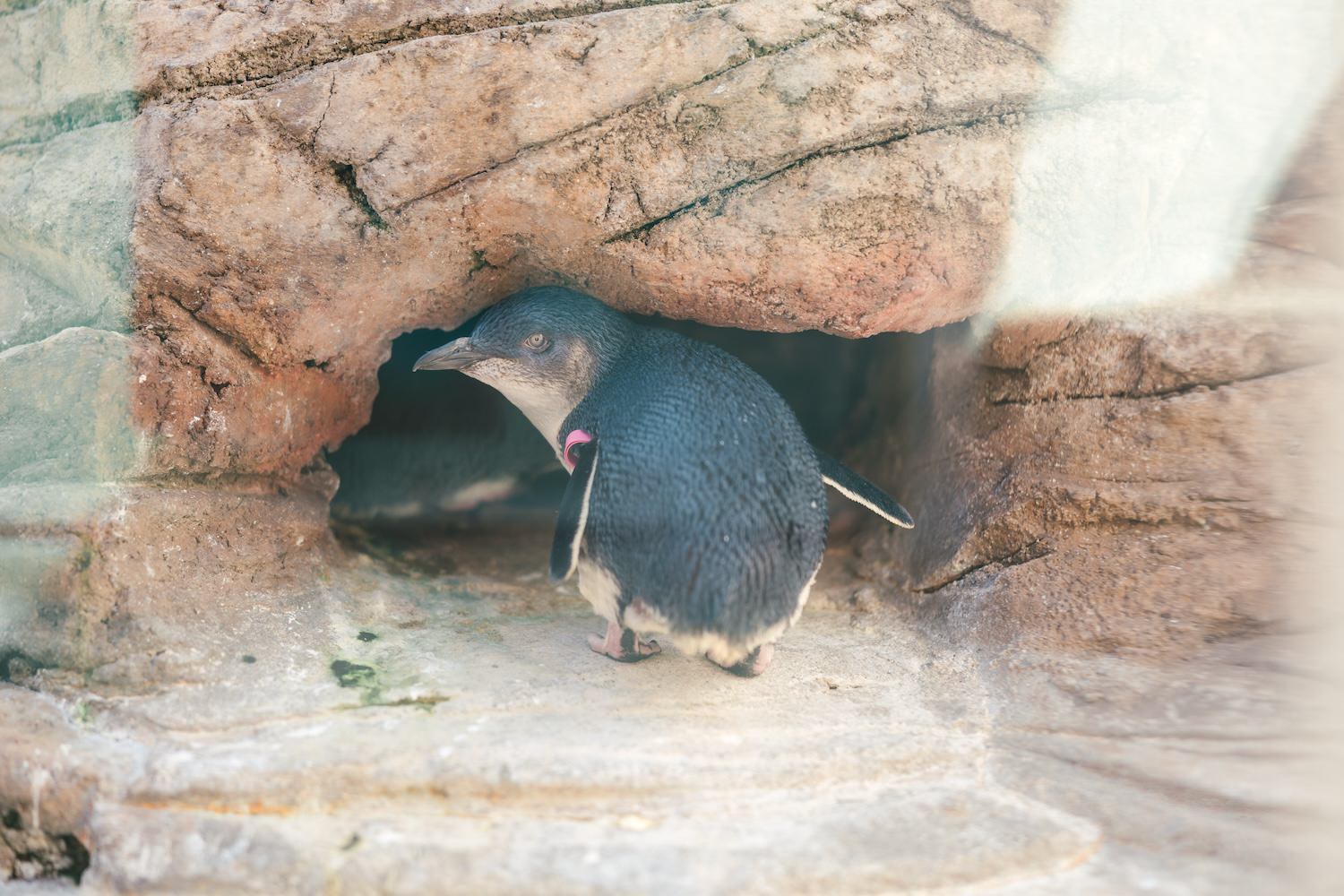 A little blue penguin peeking out from a rocky cave