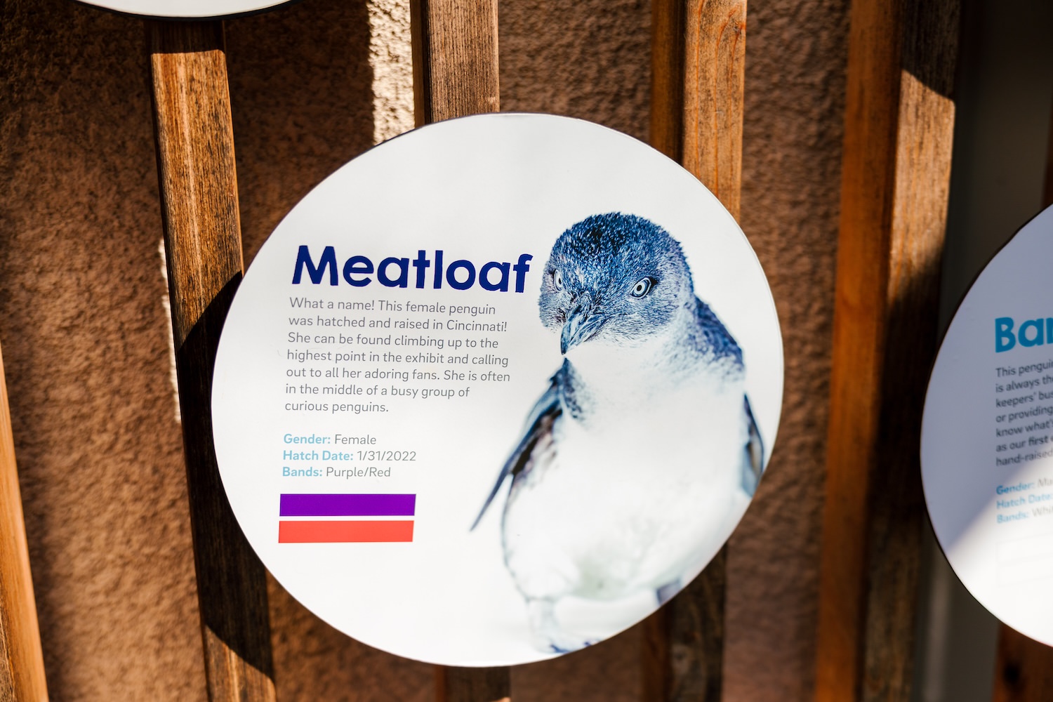 Name tag for a penguin named Meatloaf