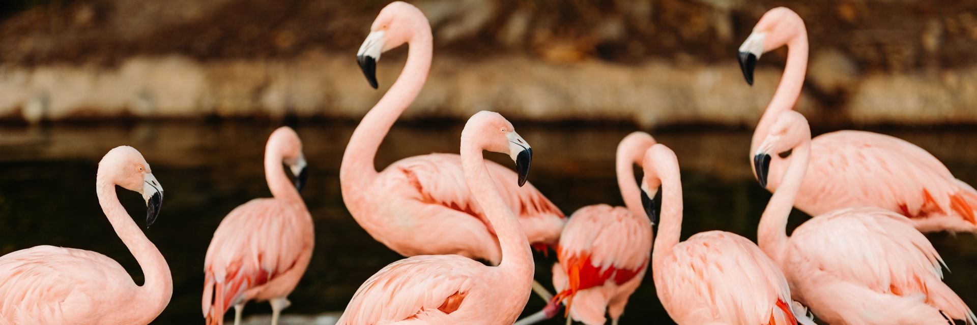 Flamingos in the lagoon at Coronado Island Marriott Resort