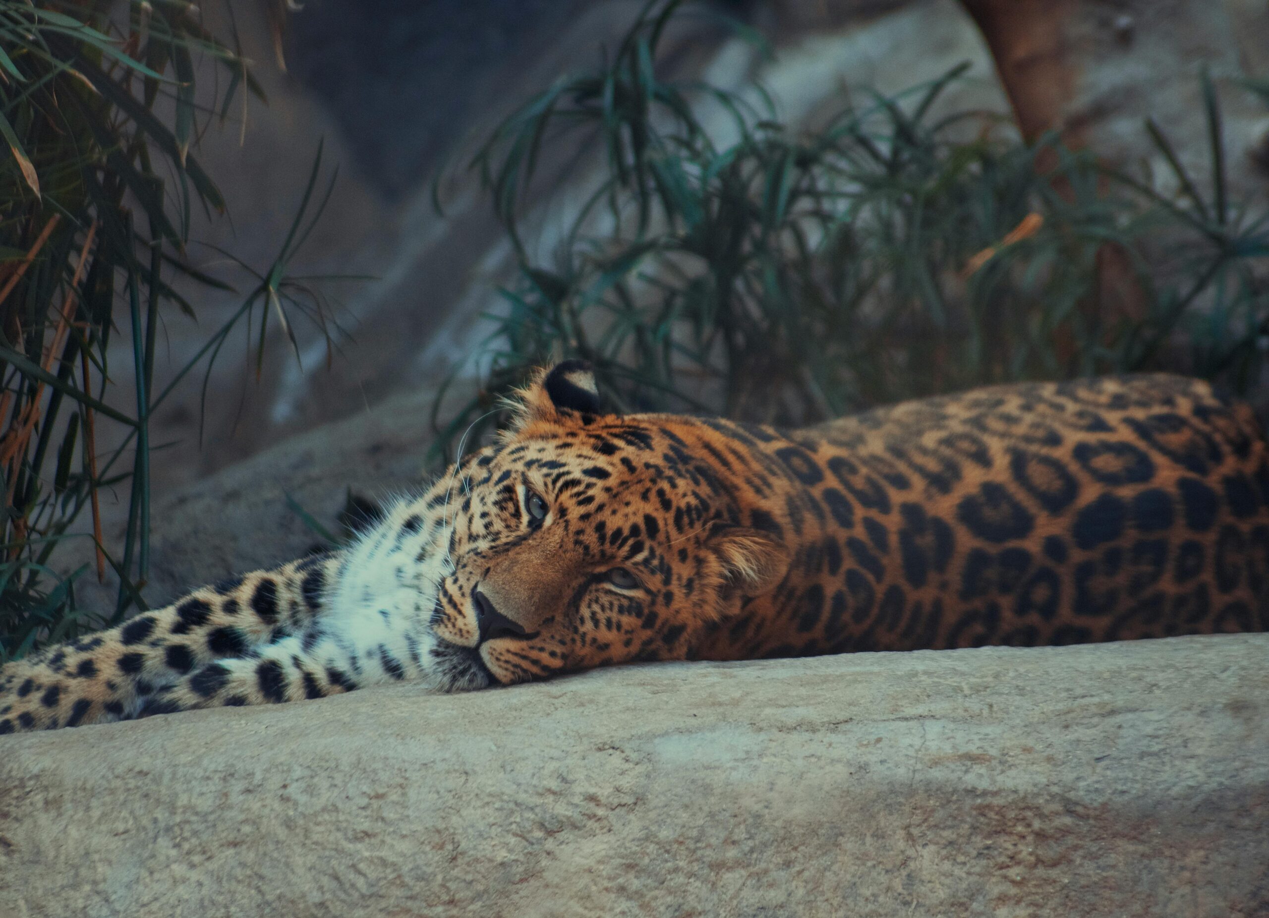 Family friendly pathways at San Diego Zoo