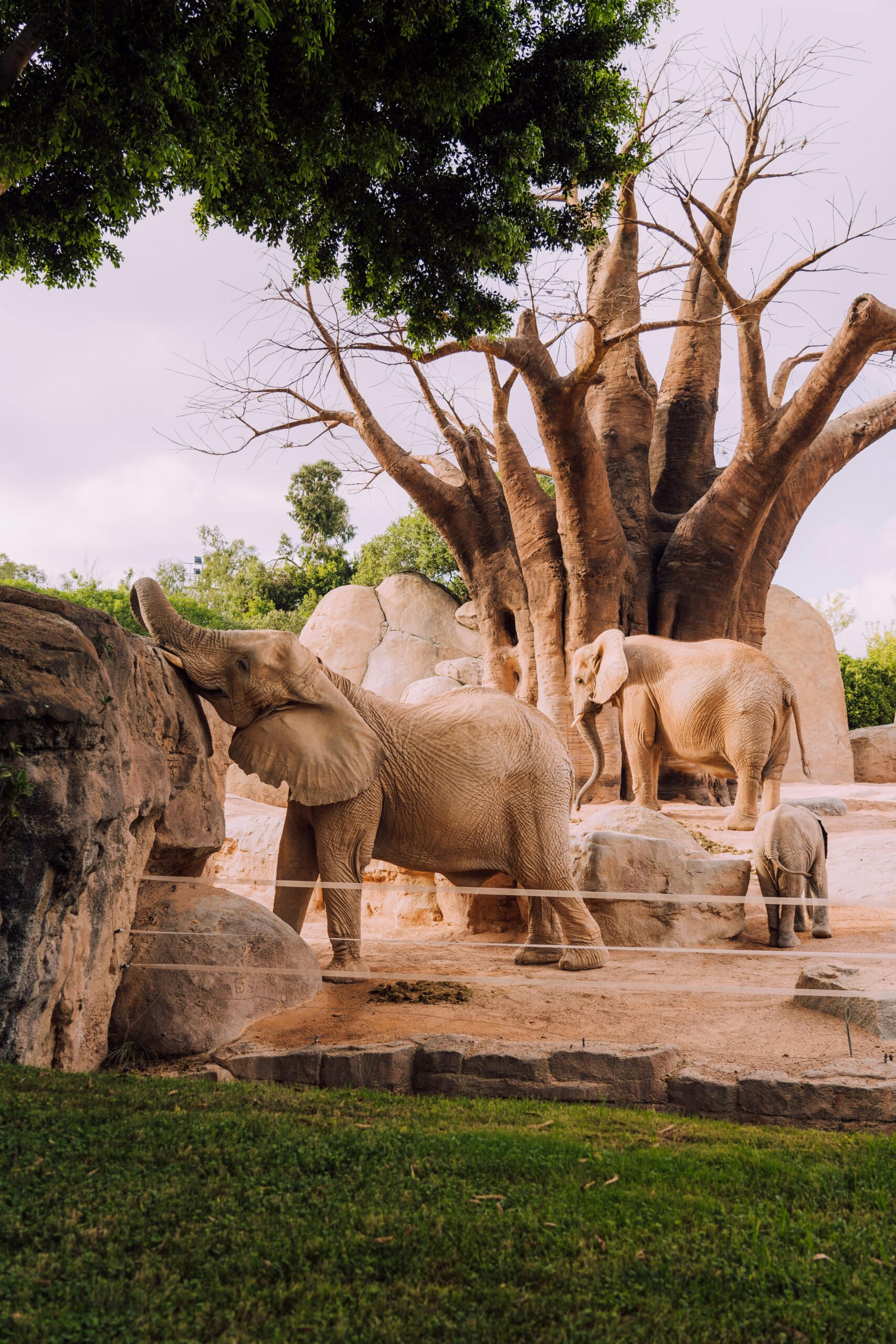 San Diego Zoo animals and habitats