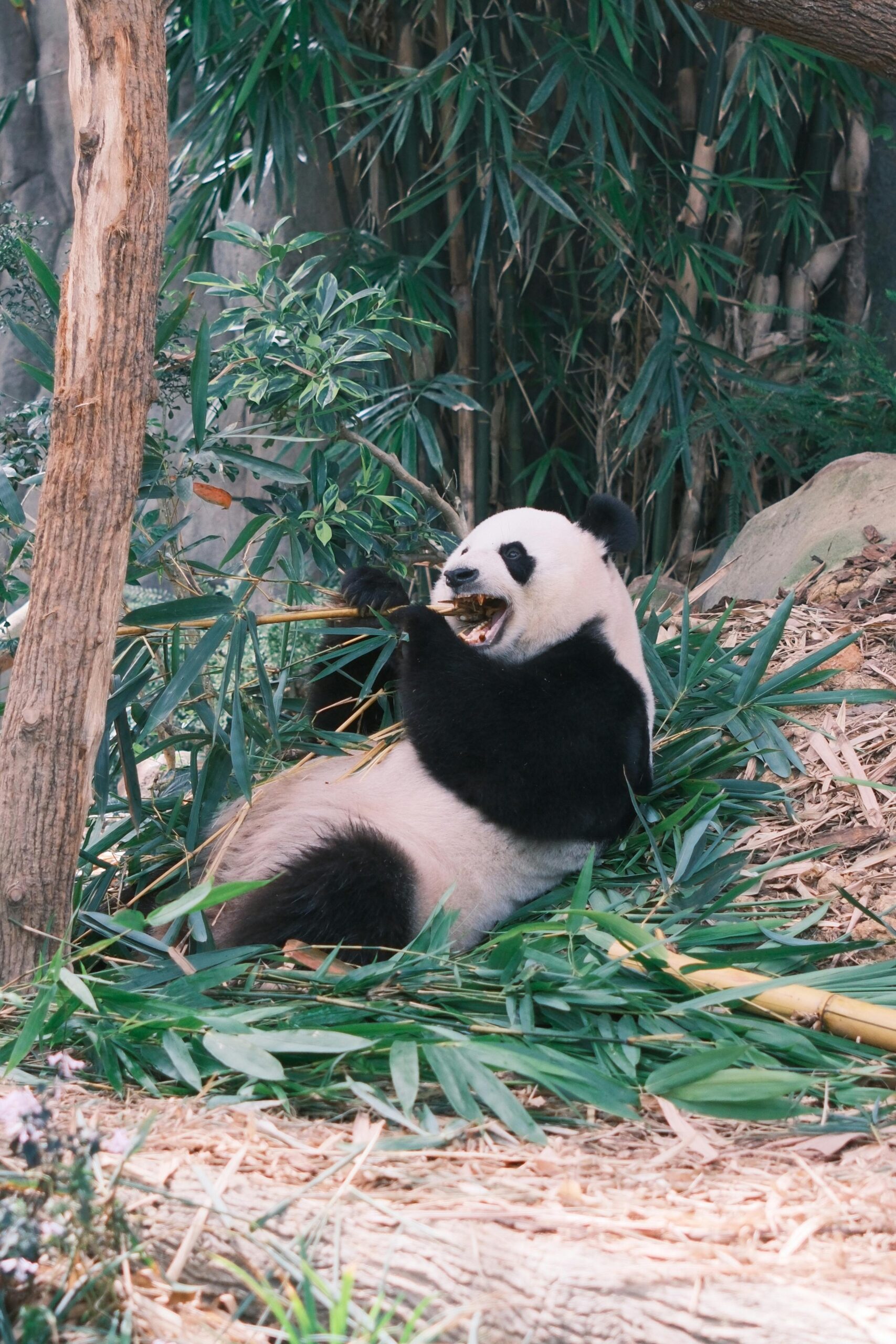 Exploring the San Diego Zoo with family