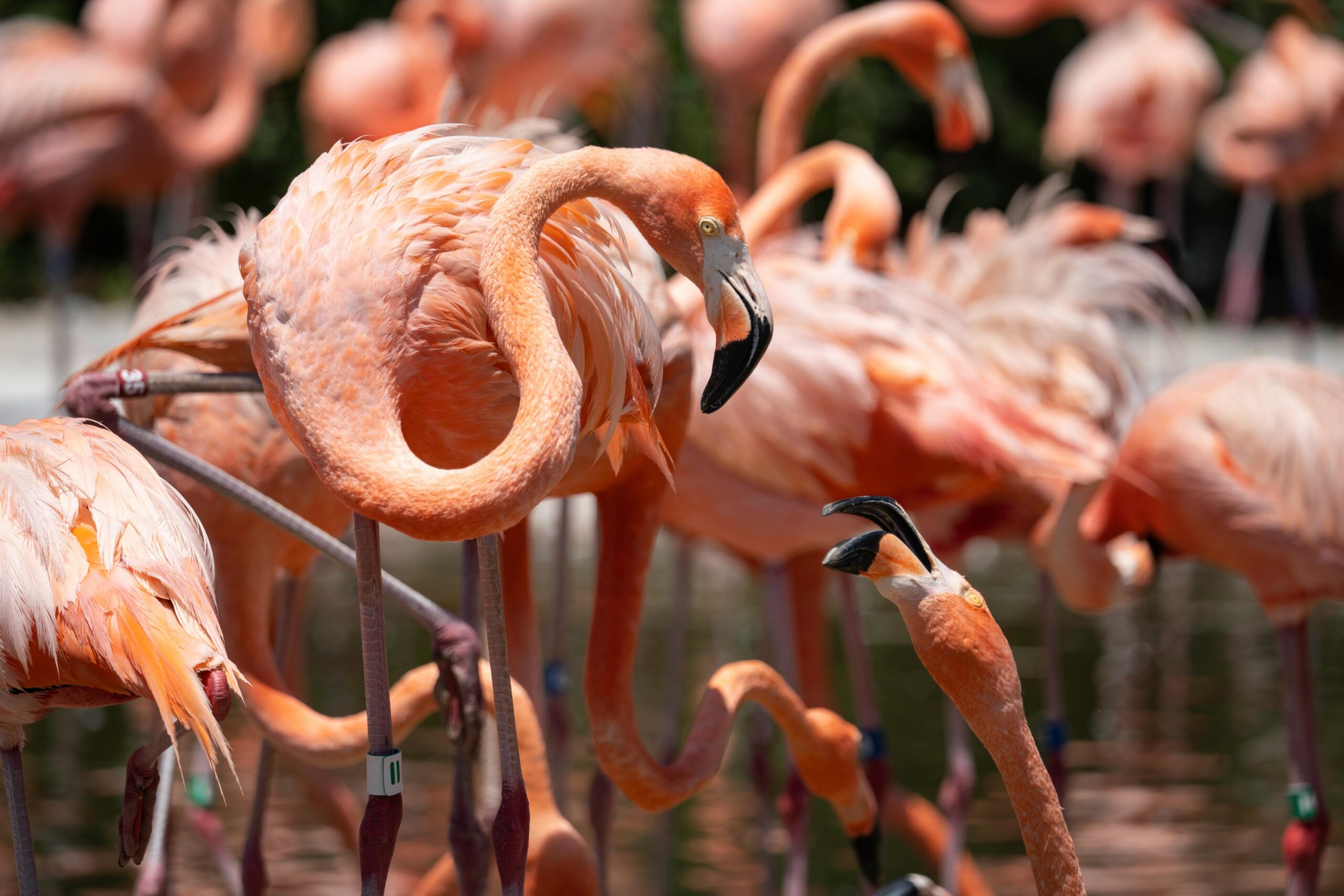 Wildlife at the San Diego Zoo