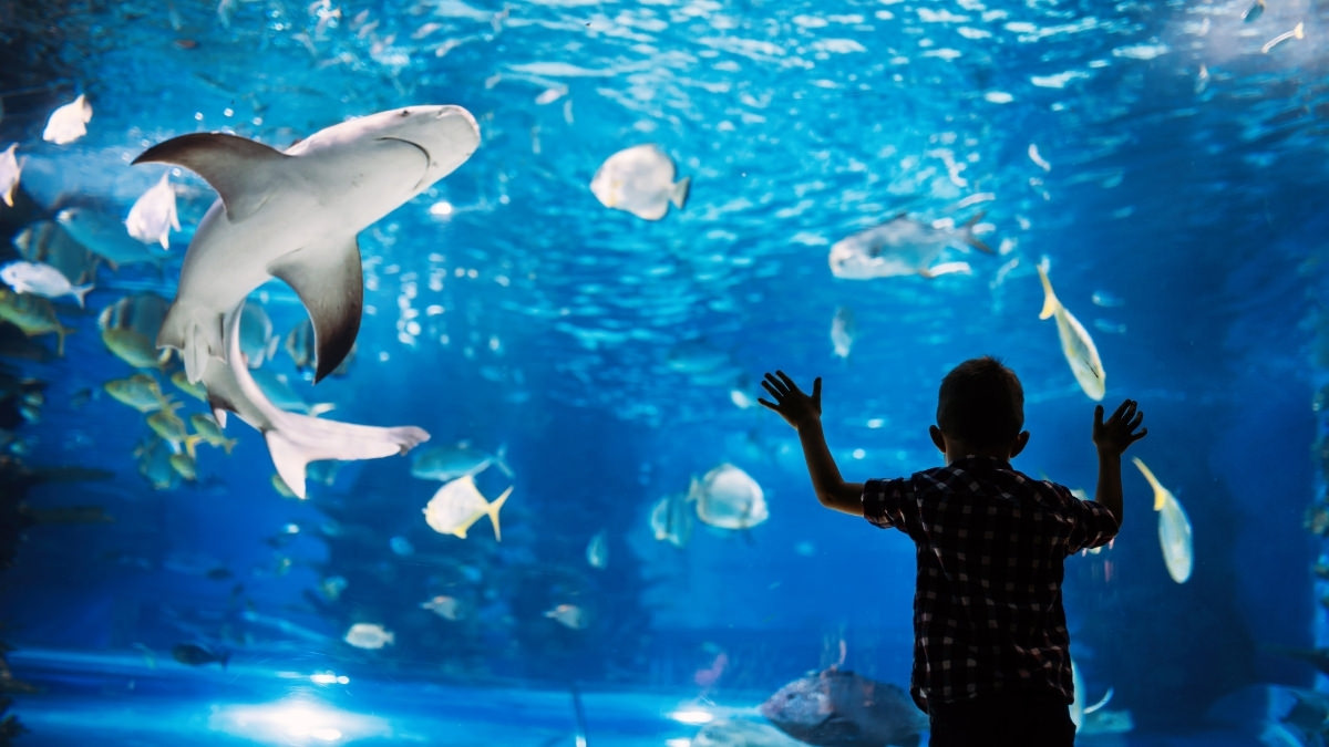 A boy with his hands on the glass of a large aquarium tank, watching a ray swim past