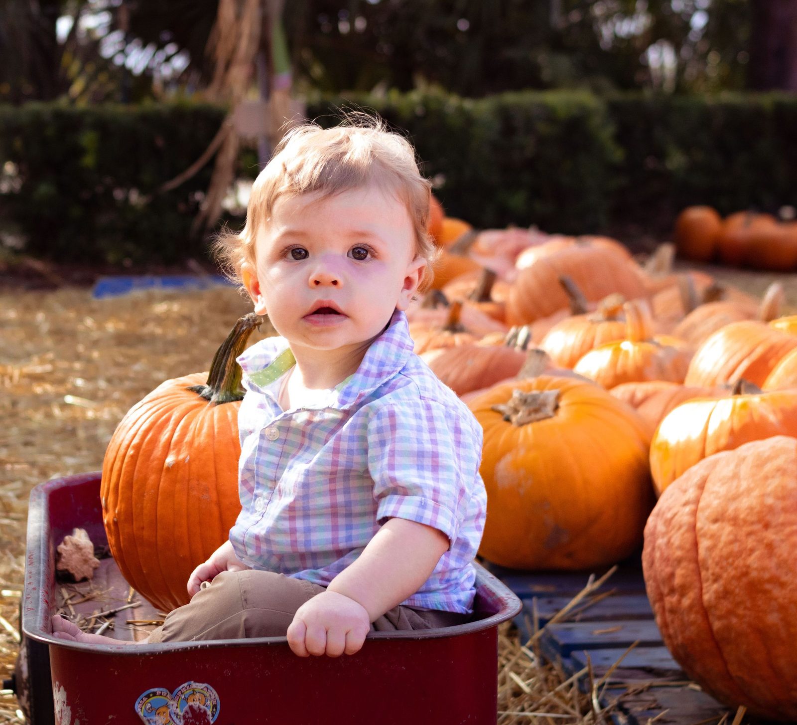 Toddler sitting in a red wagon beside rows of pumpkins in late afternoon light