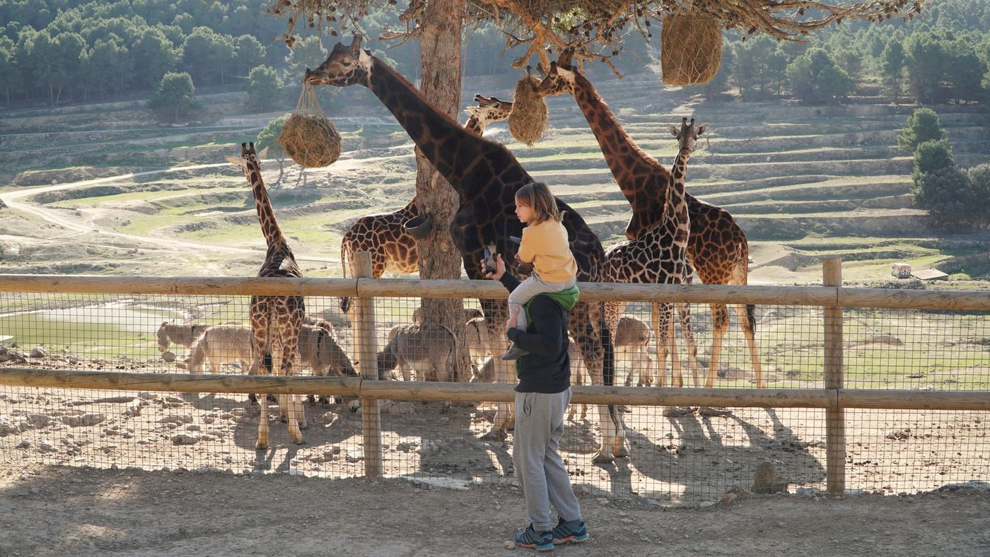 A parent with a child on his shoulders watching giraffes eat from hay feeders at a wooden fence