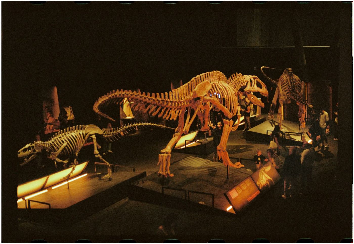 Dinosaur skeletons lit up in a dark natural history museum hall